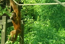 Iki Travels Borneo Orang Oetan Baby Iki Travels Borneo Orang Oetan Baby