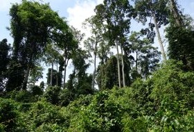 iki Travels Borneo Bomen iki Travels Borneo Bomen