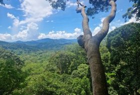 Iki Travels Borneo Bos Iki Travels Borneo Bos