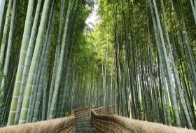 iki Travels Japan Bestemmingen Kyoto Bamboe