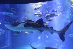 iki Travels Japan Bestemmingen Osaka Aquarium
