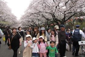iki Travels Japan Bestemmingen Tokyo Kersenbloesem