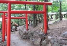 iki Travels Japan Bestemmingen Vos
