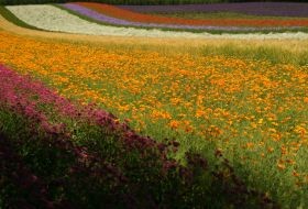 iki Travels Japan Furano